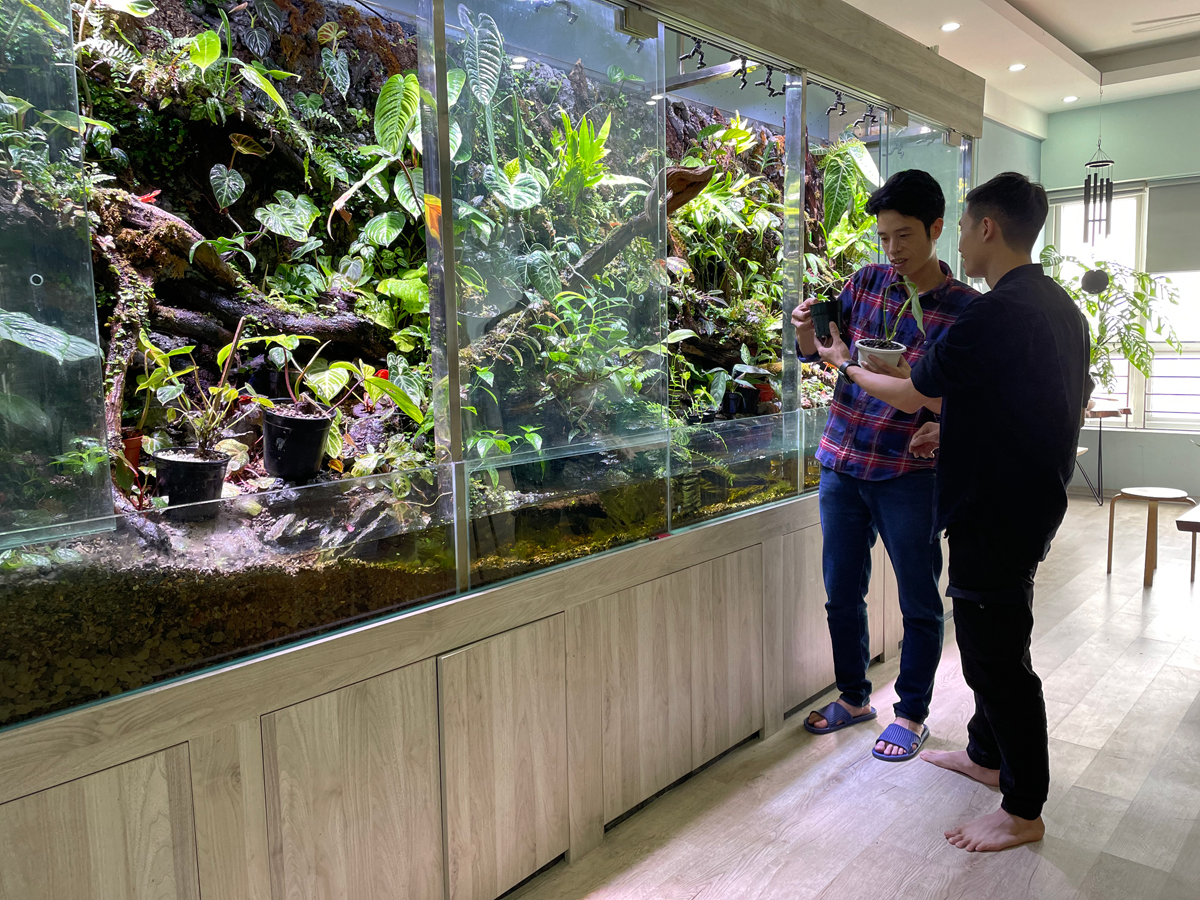 Đây là bể bán cạn để trưng kiểng lá mà anh Lợi (áo sọc) dành 4 tháng để làm. Bể dài 4,5 mét, chứa cả trăm loại kiểng lá được anh sưu tầm 3 năm qua. Ảnh: Phan Dương.